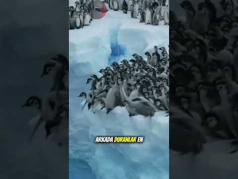 Penguenlerin Bu Yüzünü Kimse Bilmiyor! 🐧😈