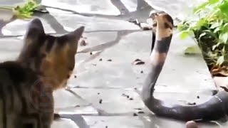 10 НЕУСТРАШИМЫХ ЖИВОТНЫХ