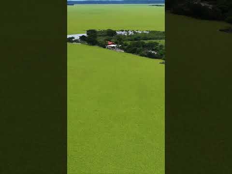 Lago Suchitlan Lleno de Lechuga de Agua en La zona de La Angostura, Chalatenango. #elsalvador