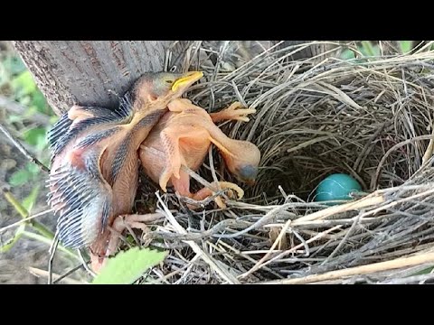 Cuckoo Chick's Survival Tactic: Evicting Sibling Rivals
