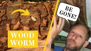 Worried about woodworm? Watch this before you reach for the chemicals