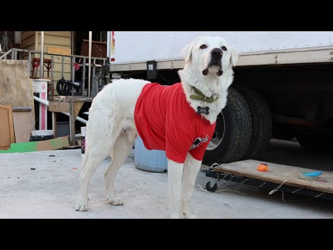 Hai Dil | Badshah | Nazeema Ali