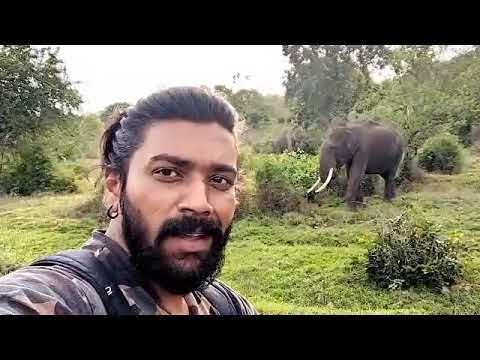 Ultimate Wild Animals Collection in 8K ULTRA HD / 8KTV