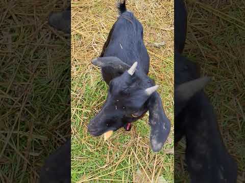 #sayana #cat #funny #cartoon