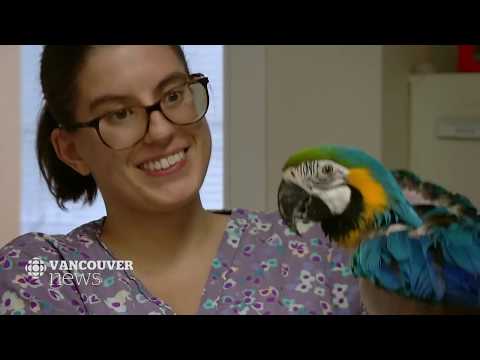 WATCH LIVE: CBC Vancouver News at 6 for Friday, December 14