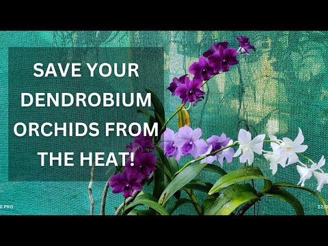 Save your dendrobium orchids from extreme heat #orchid #orchidcare #dendrobium