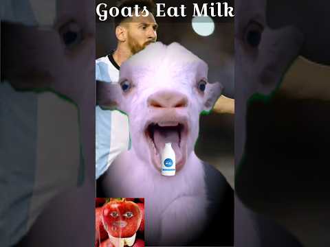 , title : 'Goats eat milk 🐐🐐🍼🍼_goats#shorts #goat #milk #messi #viral'