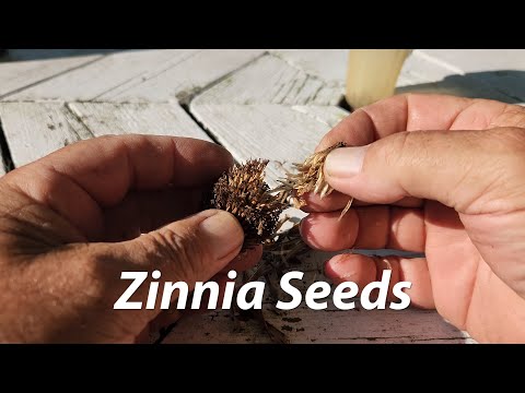 Zinniensamen