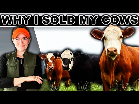 ‼️HOW (most) RANCHERS MAKE MONEY RAISING COWS | Raising Beef Cattle Market Small Scale Pasture
