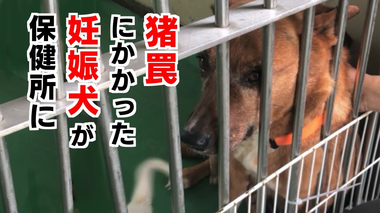 猪罠にかかった妊娠犬が保健所に…その３年後の姿に涙が止まらない #保護犬 #animalrescue #lovedogs