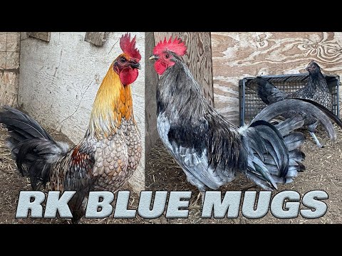 Beautiful Birds Richard Kelly Blue Mug SANTANA FARM California | Farm Visit
