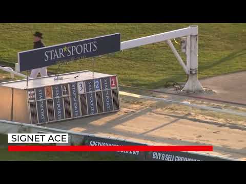 Signet Ace - The Star Sports & TRC English Greyhound Derby 2022 - Second Round