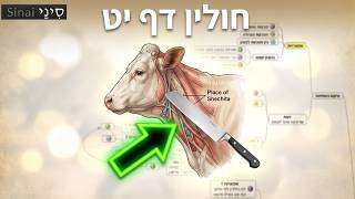חולין דף יט - קצר וברור במיוחד - שיעורי הדף היומי של אתר סיני מאת אורי בריליאנט