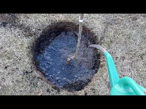 Wiosenne sadzenie drzewek owocowych na przykładzie czereśni wczesnej Rivan.