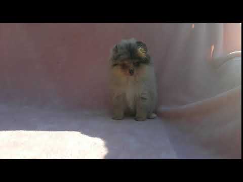 Merle Pomeranian Puppy Female