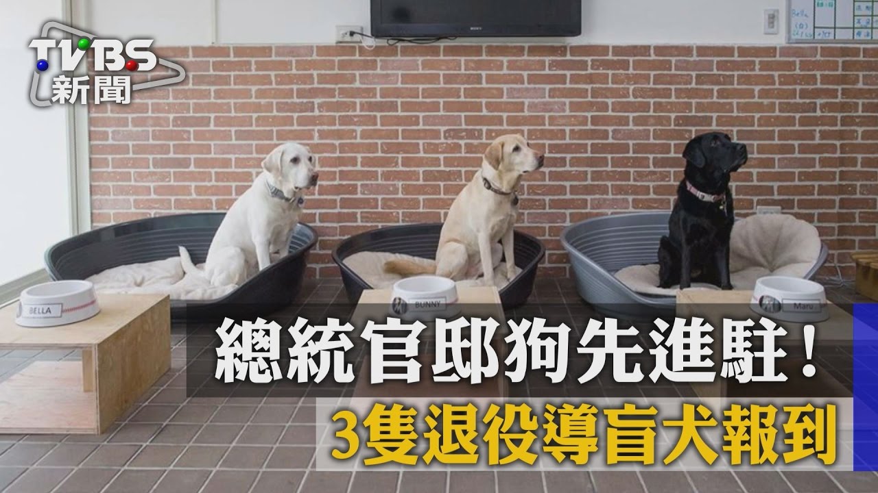 總統官邸狗先進駐! 3隻退役導盲犬報到