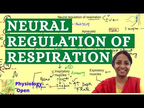 Neural regulation of respiration | Respiratory system physiology mbbs 1st year lecture
