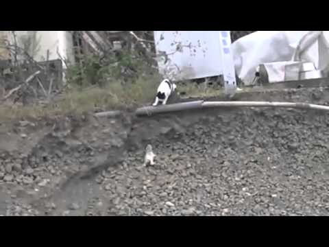 Котка видя, че малкото ѝ е в опасност. Ето какво направи, за да го спаси