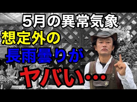 【緊急動画】長雨曇りでこれから植物たちにでる悪影響と対策教えます　　　　　　　　【カーメン君】【園芸】【ガーデニング】【初心者】