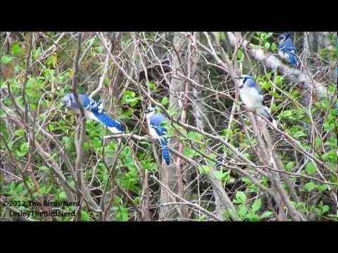 Blue Jay courting - Blue Jay calls 4