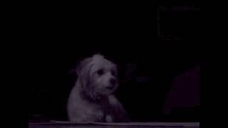 Zuki and the New Year's Eve (Performance By Kashmir)