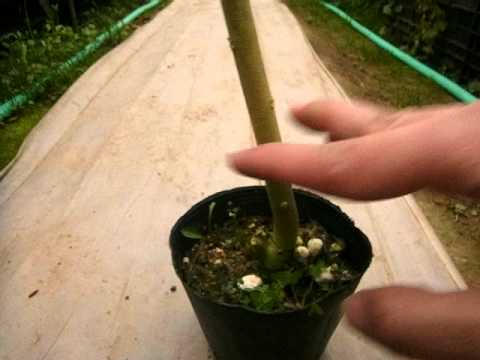エンジェルトランペット 植物