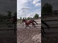Poney D &agrave; vendre 
