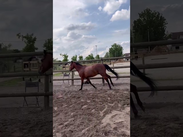 Poney D &agrave; vendre 