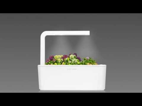 Click and Grow 3 vnt. papildymas - lobuliarijos sėklos video