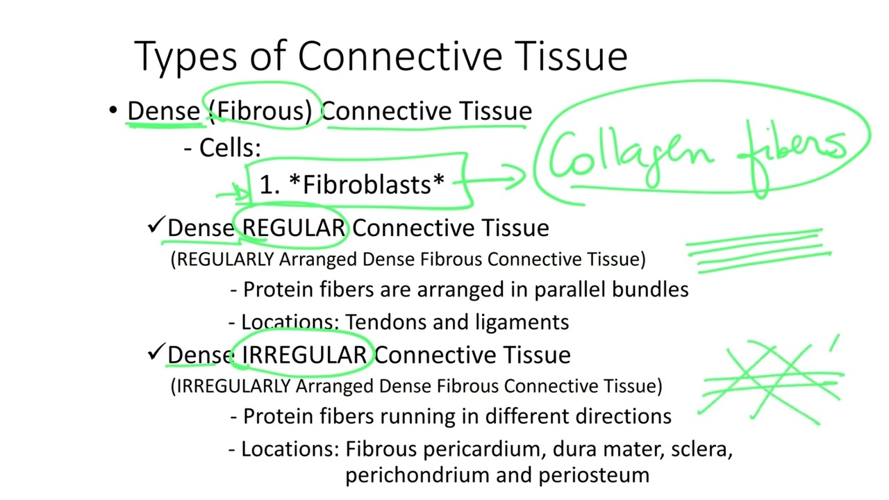Dr.  Benaduce: Dense Connective Tissue (Tissues Lecture)