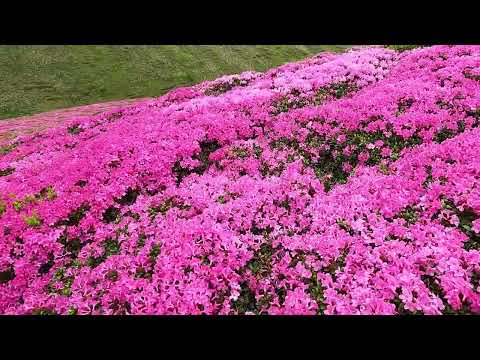 Bujori de munte (rhododendron) - Vârful Furnica – Sinaia Cota 2000