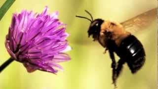 Animals that Hibernate
