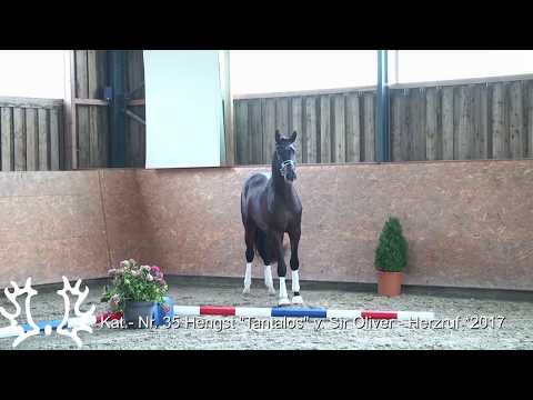 Kat. - Nr. 35 Trakehner Hengstmarkt 2019 - Hengst - "Tantalos" v. Sir Oliver - Herzruf *2017