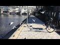 Seagulls Fighting For Food
