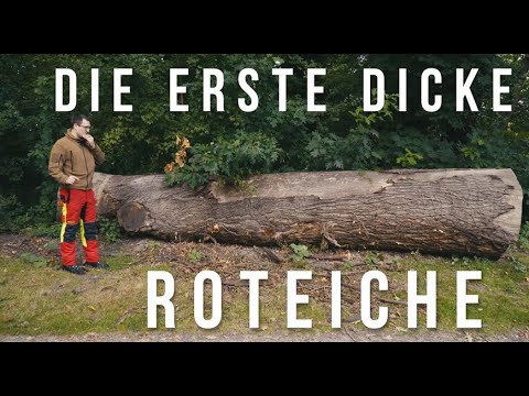 Roteiche Brutale mit 1,3m Durchmesser