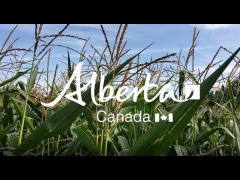 2020 Corn Survey - Fusarium