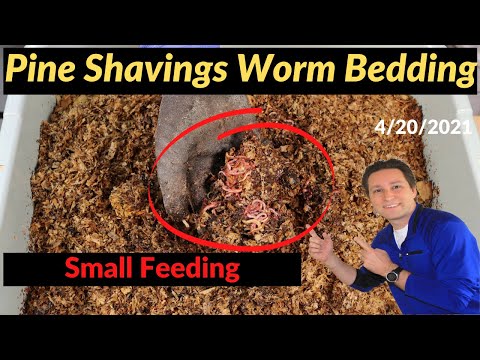 Pine Shavings Worm Bin Small Feeding 4/20/2021
