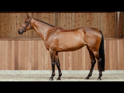 Goldstrike Z - Standing