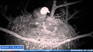 berry eagles march 4   004windy