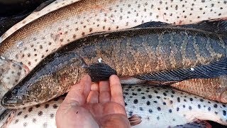 Рыбалка в притоках нижнего амура