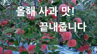 올해 사과 맛 정말 좋네요/다 같이 사과농사 성공 합시다