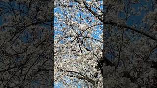桜道
