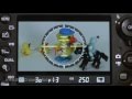 Blue Crane  Video #1