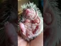 Baby hedgehog yawning