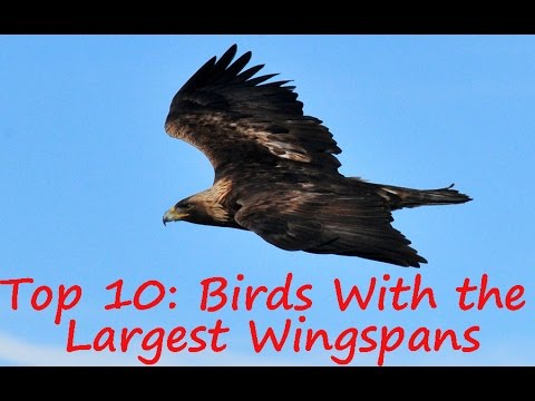 image-Which bird has biggest wingspan?