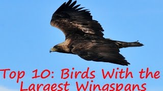 Birds: Top 10 Birds With the Largest Wingspans - Birds of Prey and Scavengers