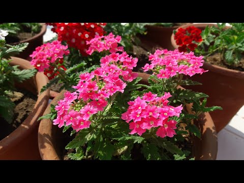 download lagu mp3 mp4 Winter Tree Names, download lagu Winter Tree Names gratis, unduh video klip Winter Tree Names