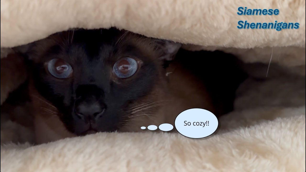 Siamese Cats - Which Kitty Likes the Self Warming Cat Cave Best?
