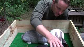 New Zealand rabbit Rabbits Videos