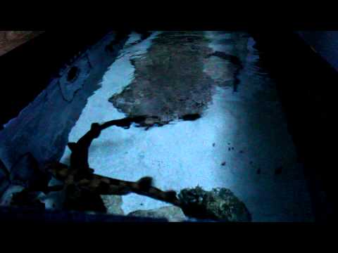 Cloudy Catshark and Japanese Swell Shark